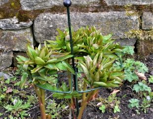 Staking a Peony using metal supports