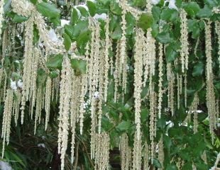 Garrya elliptica also known as the silk tassel bush with its long tassels 