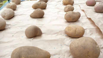 chitting potatoes by The Sunday Gardener