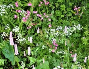 Wildlfowers in the garden in late May