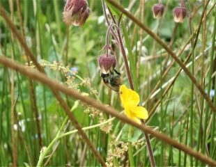 Water Aven and Bees