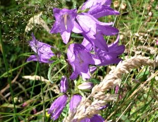 Harebell growing wild 