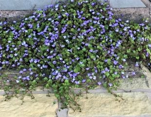 Ivy leaved Toad flax 