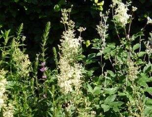 Meadow sweet growing wild