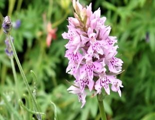 Common Spotted Orchid