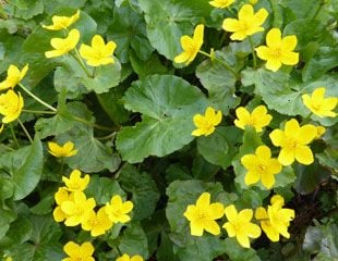 marsh Marigolds 