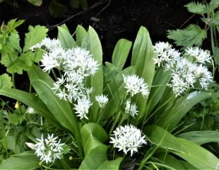 wild Garlic