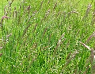 Wild Lawn