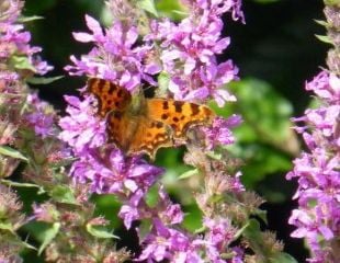 Purple Loosestrife with Comma butterfly 