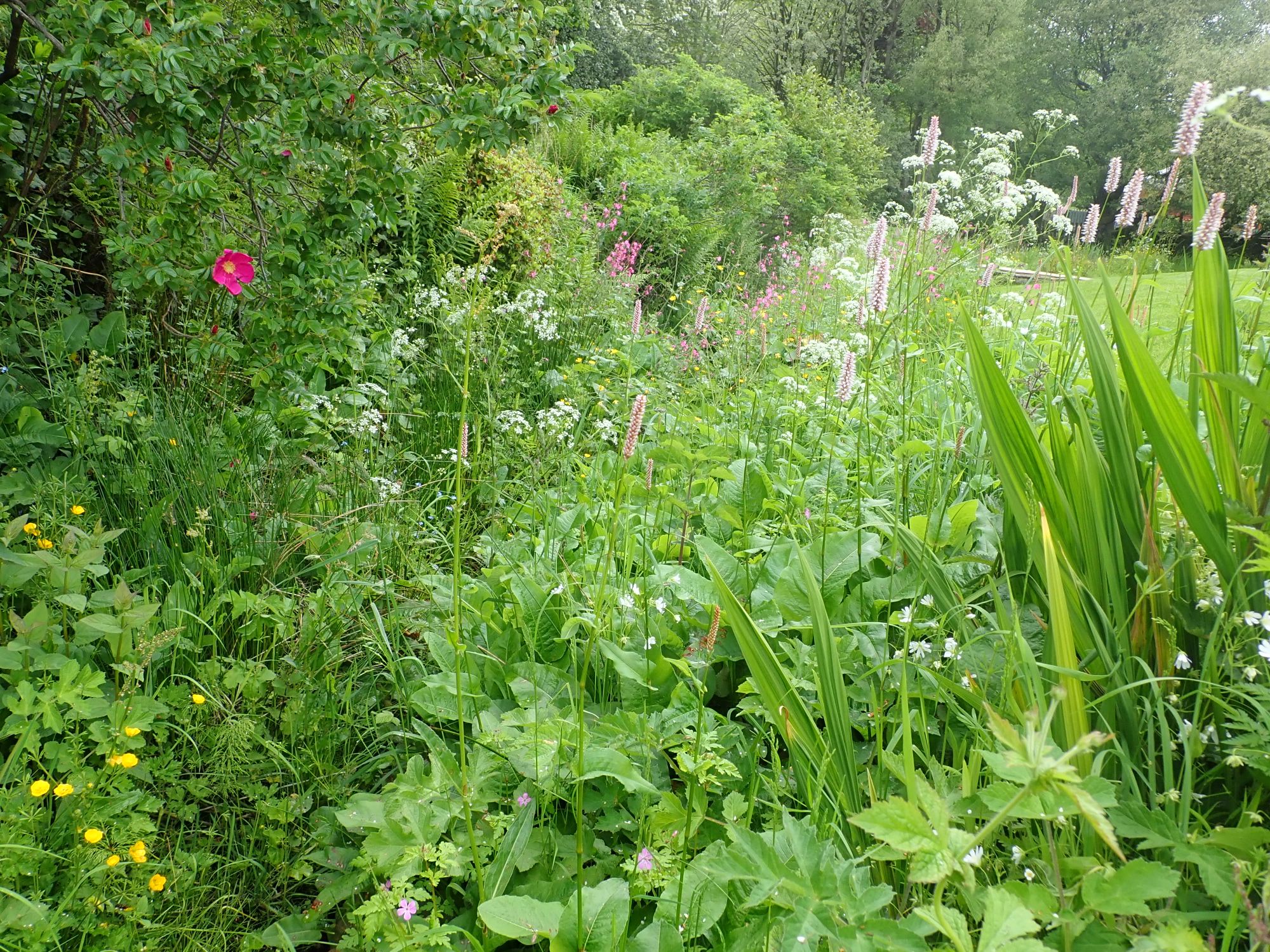 Wild area in the garden