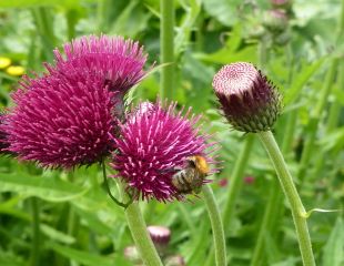 Cirsium rivulare 'Atropurpureum'