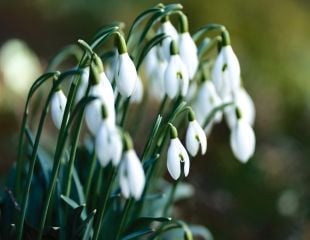 Snowdrops by Pascal Debrunner