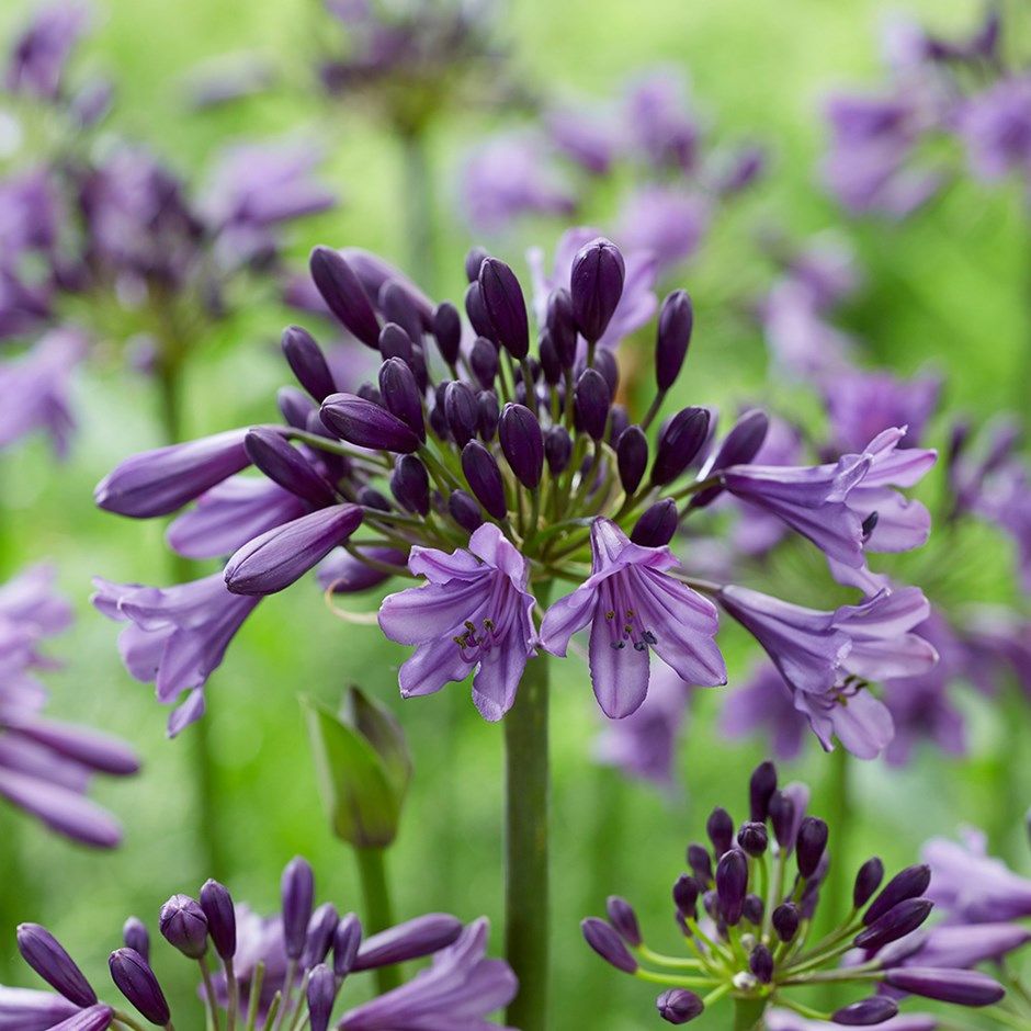 Growing Agapanthus