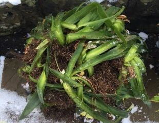 Agapanthus with winter mulch