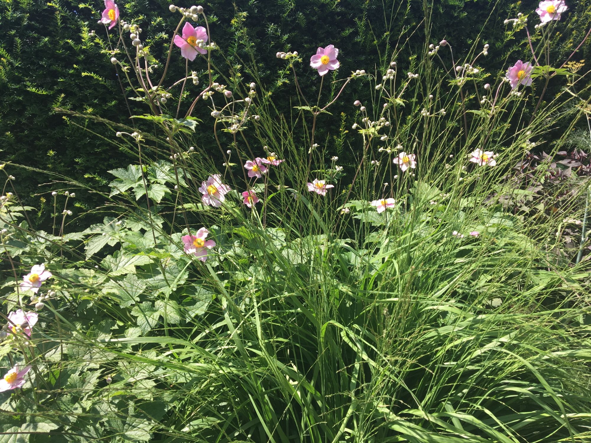 Japanese anemones with grasses