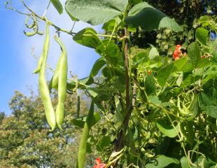 Growing runner beans