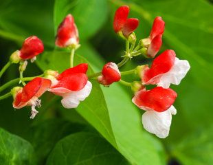 Lovely red and white flowers on runner bean Hestia