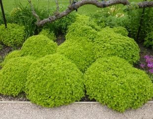 Clipped Oregano as topiary