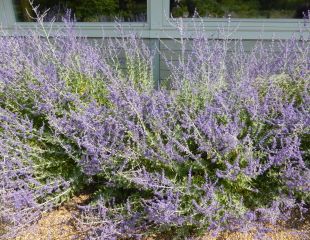 russian sage Perovskia atriplicifolia soft blue flowers attractive to bees