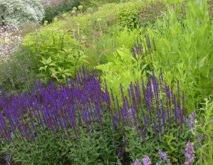 Salvia Ã— sylvestris 'Mainacht' 