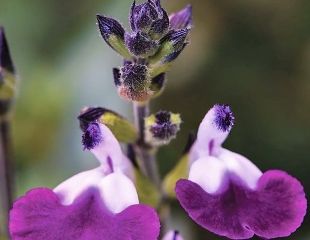 Salvia Amethyst Lips'