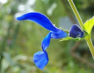 Salvia patens 'Cambridge Blue' image credit T.Voekler