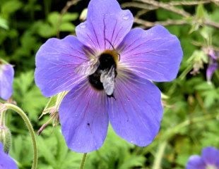 Geranium with bee