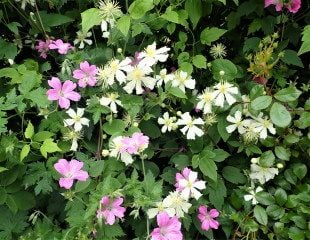 Geranuim  growing with Clematis  fargesioides 