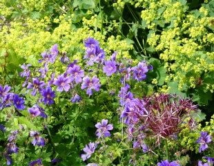 Pink and purple geraniums