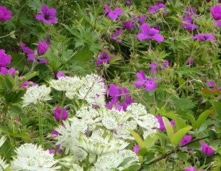 Geranium with Astranti