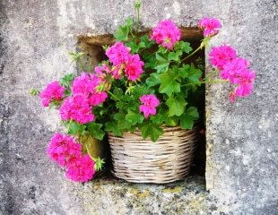 Fushia Pink Pelargonium