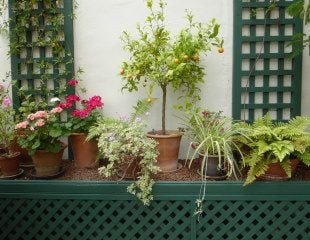 pelargoniums  in conservatory