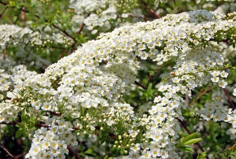 Spiraea 'Arguta' also known as Bridal Wreath