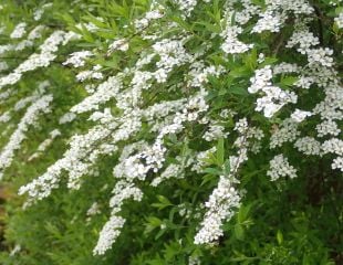 spiraea canescens