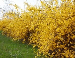 Forsythia hedge