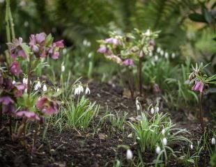 Snow drops and Hellebores in winter setting 
