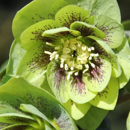 Helleborus à hybridus Harvington double green speckled