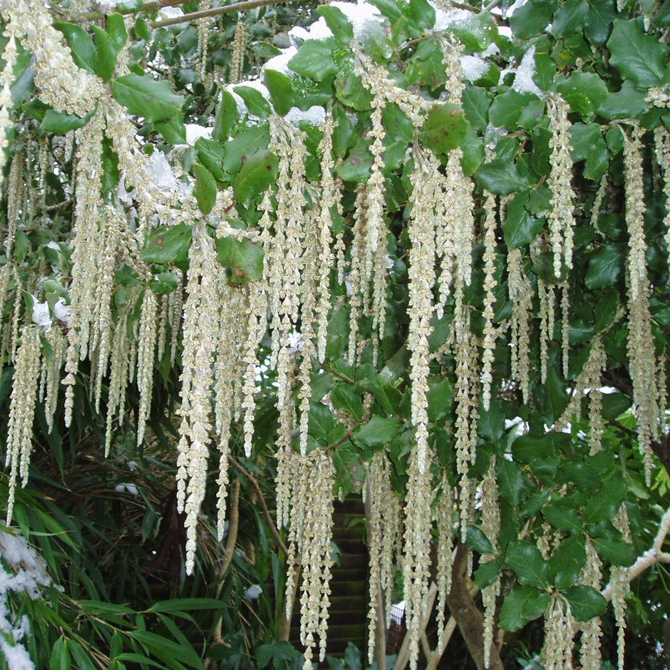 Garrya Elliptica James Roof.