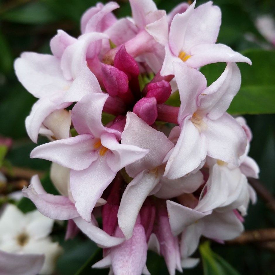 Daphne 'Perfume Princess' (PBR) daphne