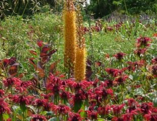 Red Monarda with Eremurus