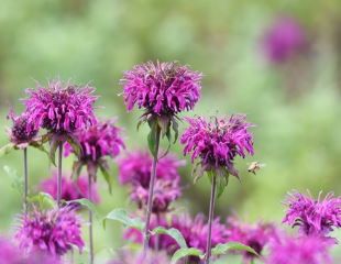 Purple flowering Monarda