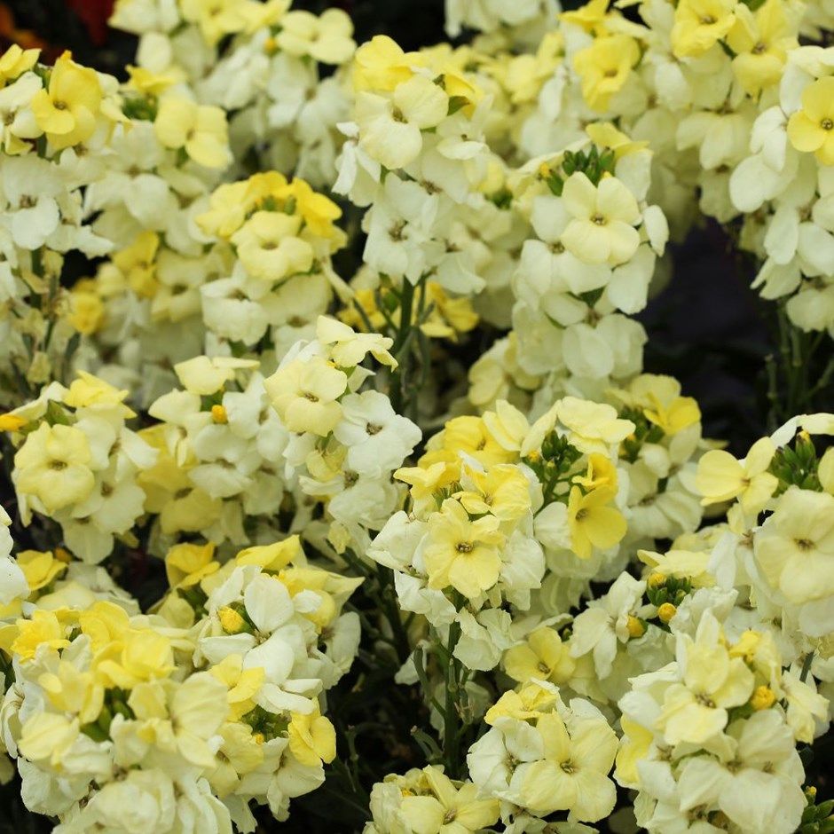 wallflower 'Sugar Rush Primrose'