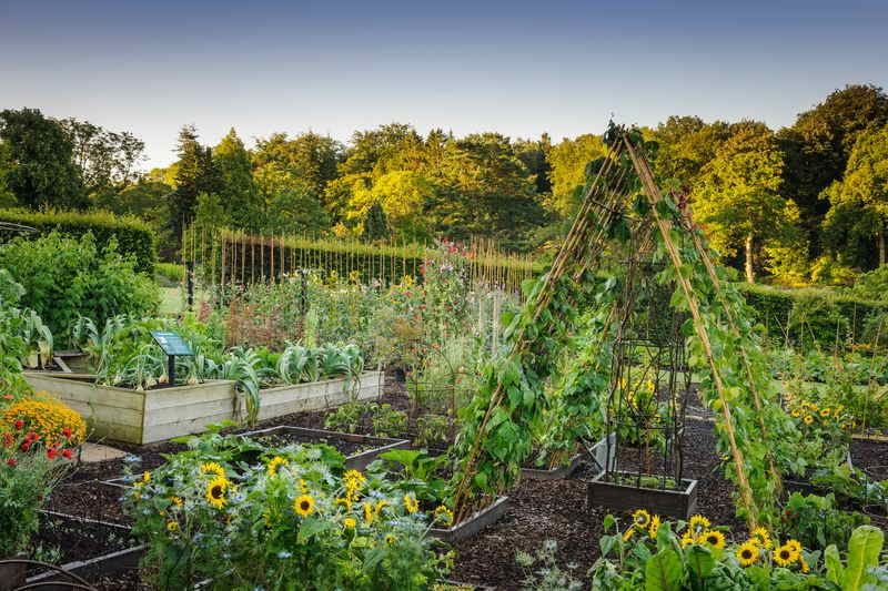 RHS Harlow Carr The Kitchen Garden credit Jason Ingram