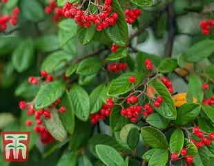 Cotoneaster franchetii