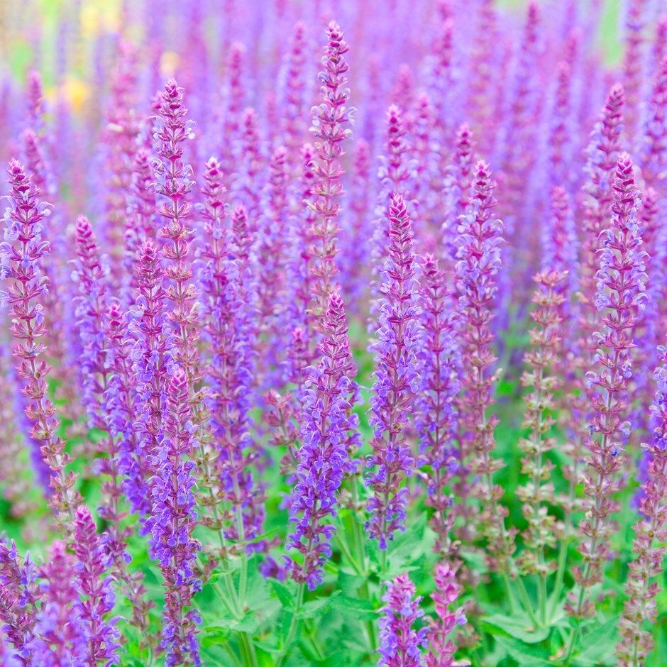 Salvia nemorosa 'Ostfriesland' Balkan clary