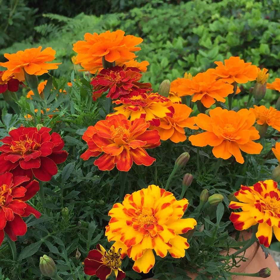 Marigold 'French Fancy'