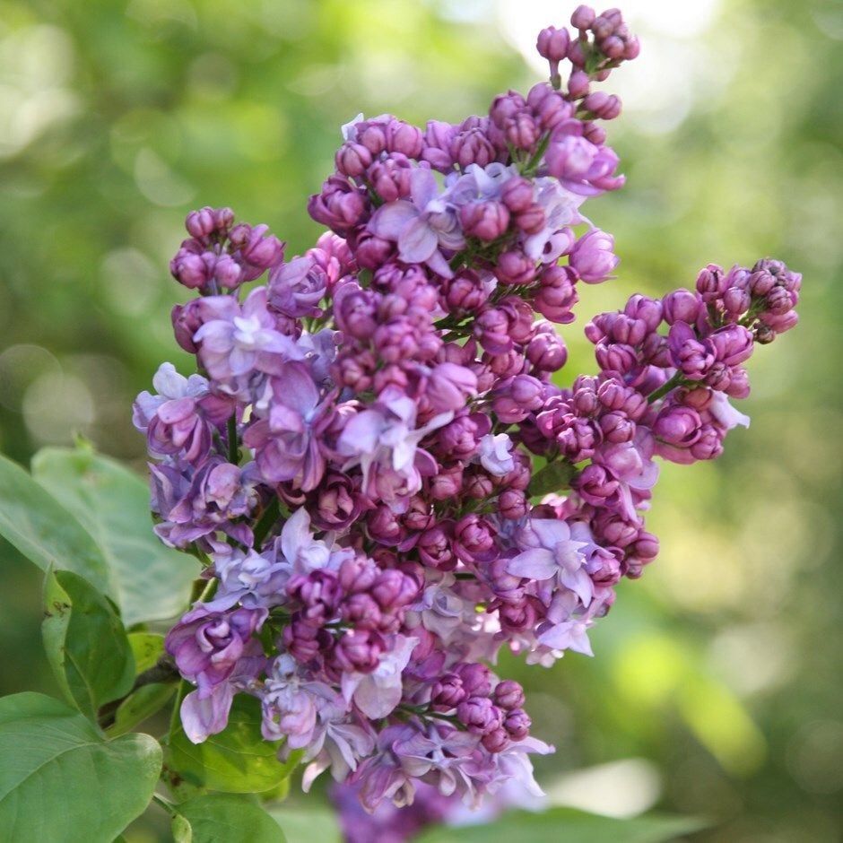 Syringa vulgaris 'Charles Joly' common lilac