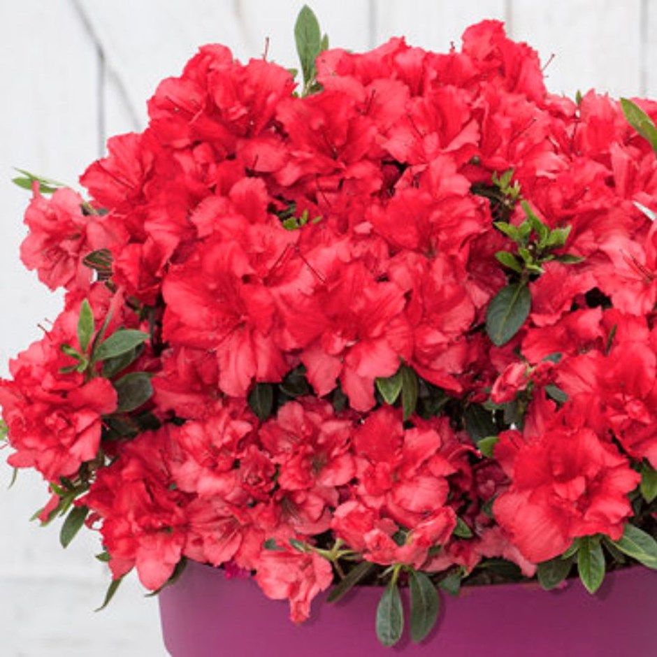 Rhododendron bloomchampion