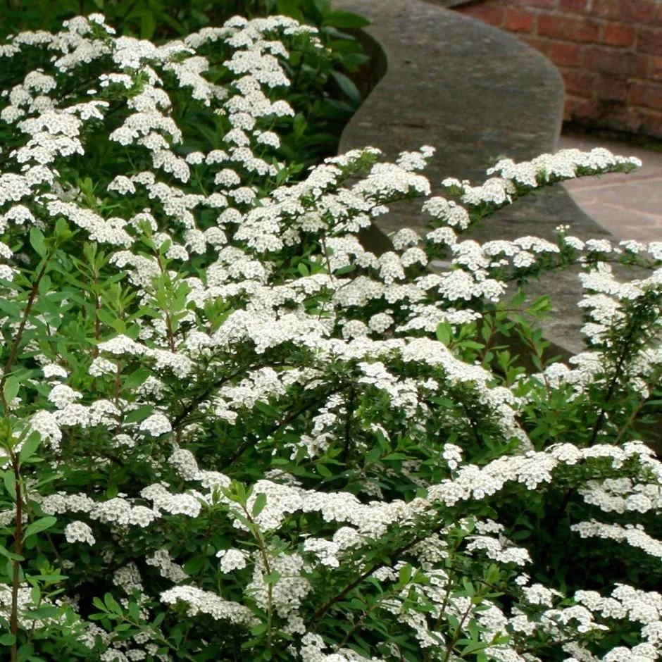 Spiraea nipponica 'Snowmound' snowmound