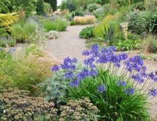 Beth Chatto gravel garden